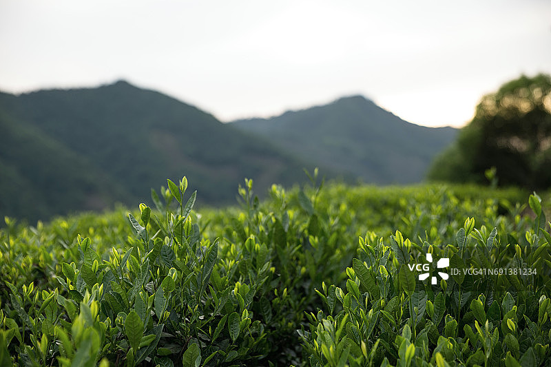 近距离观察生长在中国杭州龙井茶园的绿茶叶子图片素材