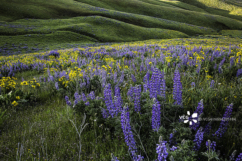 哥伦比亚山州立公园位于华盛顿州南部。羽扇豆和凤仙花正处于开花的高峰期。图片素材