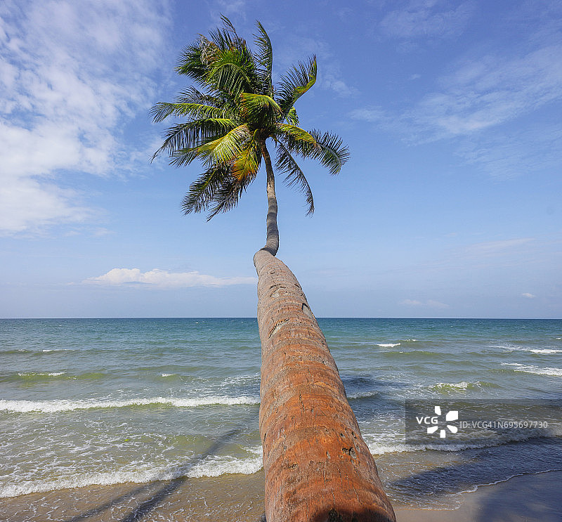 在越南美奈的海滩上，独自椰子图片素材
