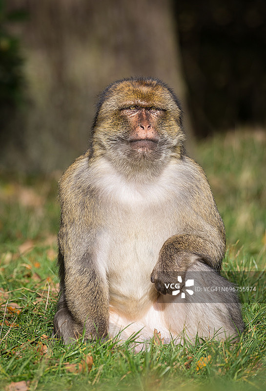 圈养成年巴巴里猕猴图片素材