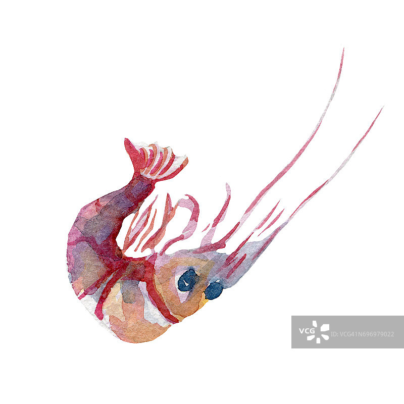 新鲜虾插图。手绘水彩在白色的背景。图片素材