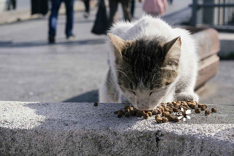 流浪猫吃猫食图片素材