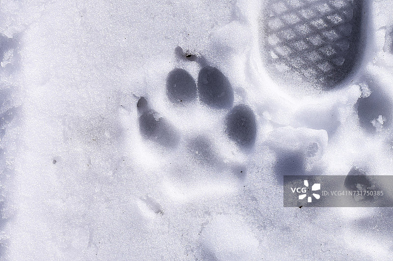 美国科罗拉多州恐龙岭，雪地上的狗爪印图片素材