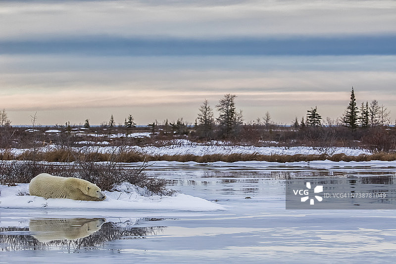 北极熊躺在一个正在融化的池塘边，等待哈德逊湾结冰图片素材