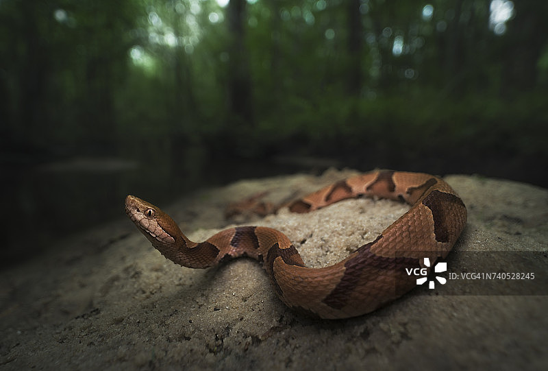 一种产于美国南部的铜头蛇，生活在一条小溪边的沙洲上图片素材