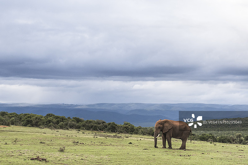 非洲象公牛，阿多象国家公园，东开普，南非图片素材