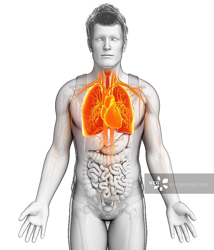 男性呼吸系统，说明图片素材