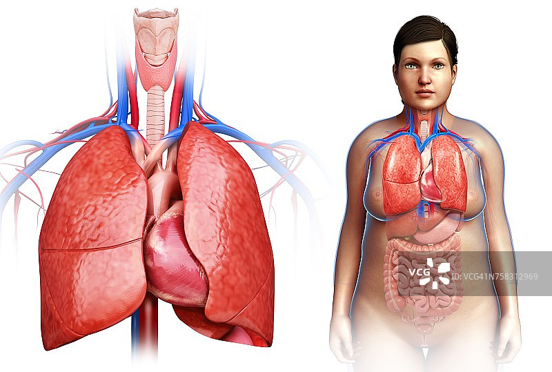 女性心肺系统，说明图片素材