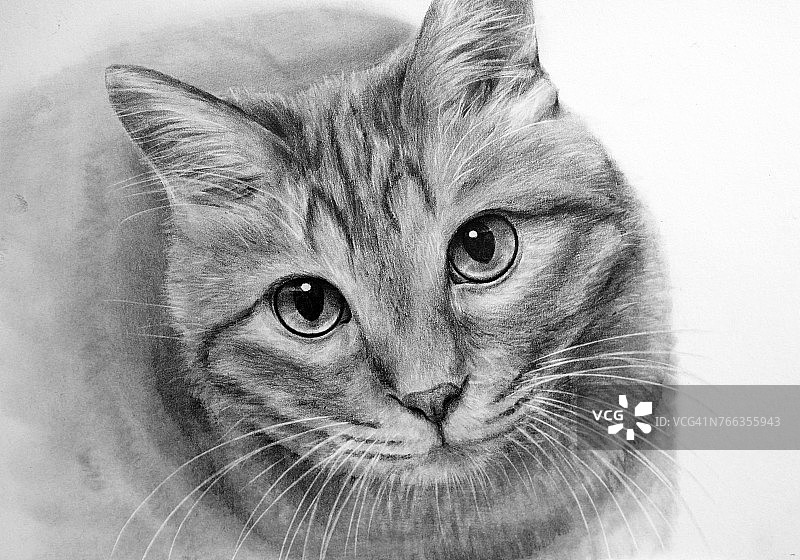 猫的铅笔画画图片素材
