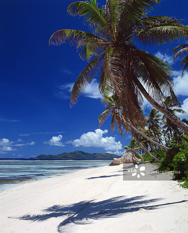 塞舌尔海滩上的棕榈树图片素材