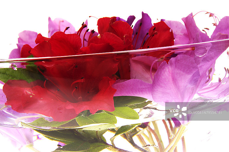 玻璃碗中杜鹃花(Rhododendron)和杜鹃花(Rhododendron simsii)图片素材