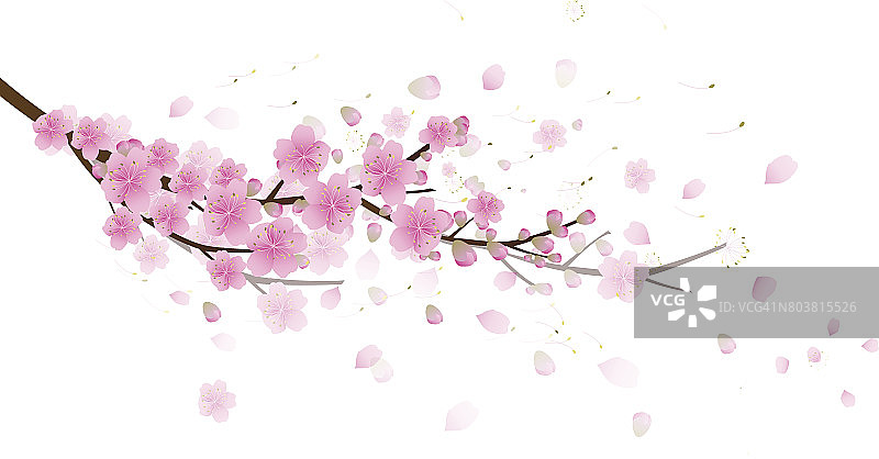 樱花花朵背景。樱花孤立白色背景图片素材