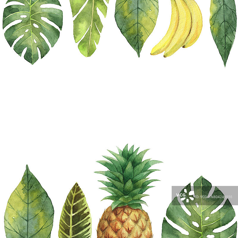 水彩旗帜热带叶子，菠萝和香蕉孤立在白色的背景。图片素材