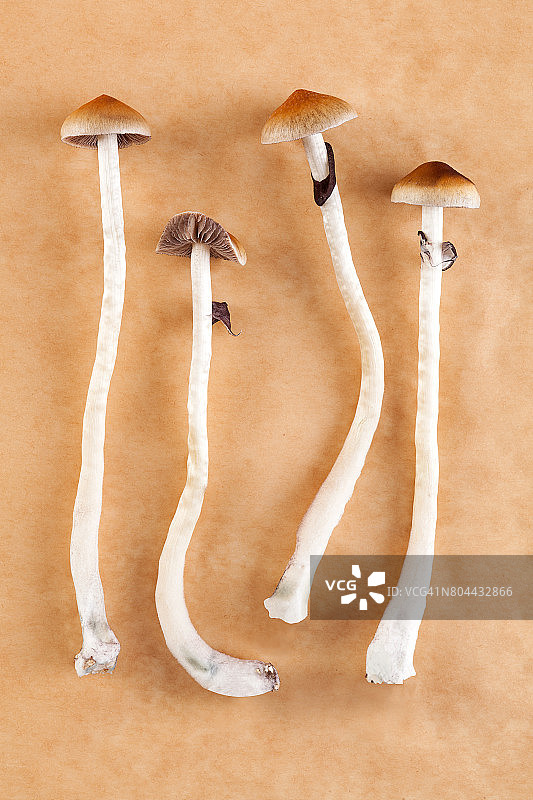 神奇迷幻蘑菇。图片素材