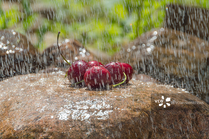 岩石上有很多雨中的樱桃特写图片素材