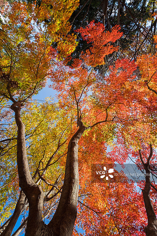 日本东京昭和纪念公园秋季红枫树旅游图片素材