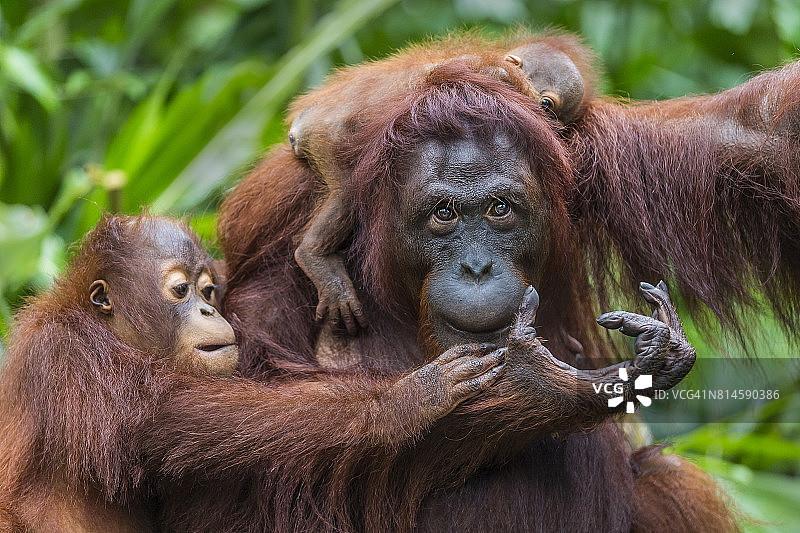 苏门答腊猩猩宝宝和妈妈图片素材