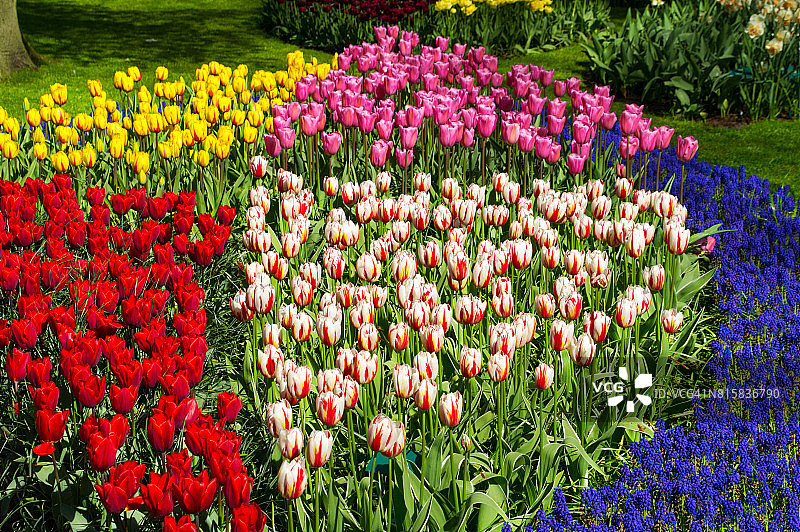 美丽的荷兰春花公园图片素材