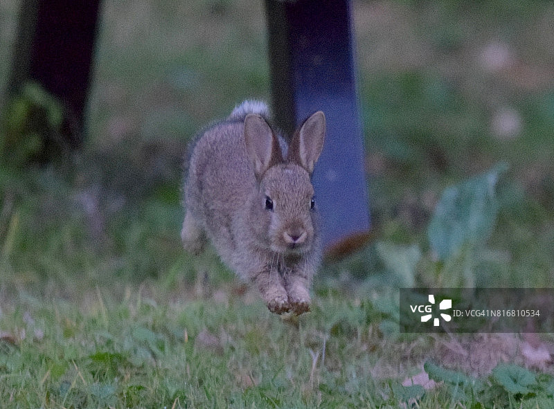 跳跃奔跑的幼小野生兔子动物近距离图片素材