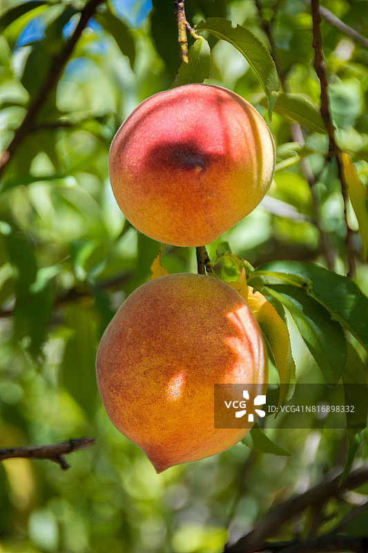 成熟的桃子挂在树上等待收割图片素材