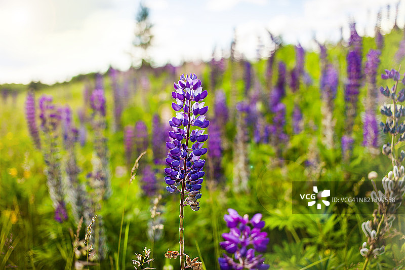 美丽多彩的羽扇豆花盛开在野外背景图片素材