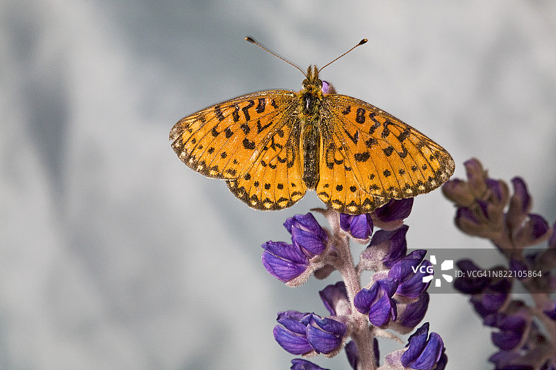 亚特兰蒂斯贝母蝴蝶图片素材
