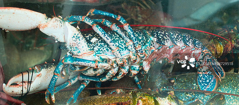 龙虾在水族馆图片素材