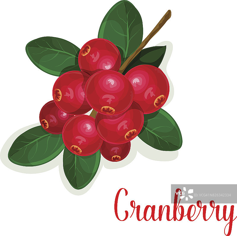 绿叶蔓越莓果串卡通图标图片素材