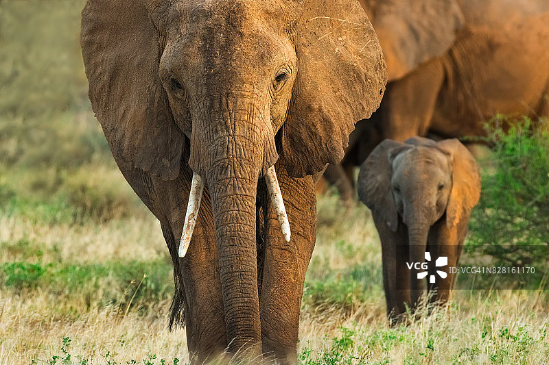 非洲象与幼象图片素材