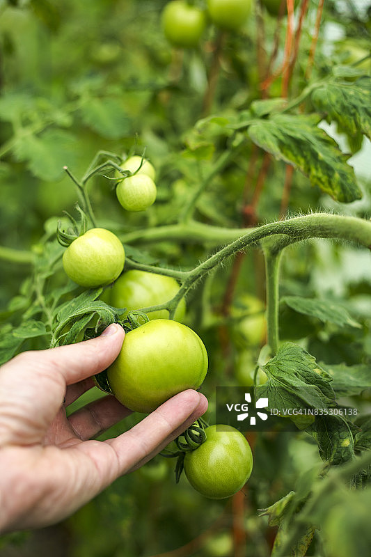 一个女人在温室里捡有机的，健康的西红柿。图片素材