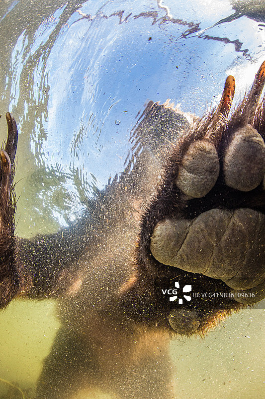 水下一只棕熊的爪子图片素材