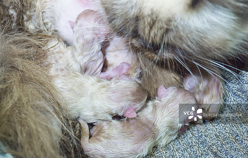 四只刚出生的小猫，和妈妈躺在一起，毛还湿着。图片素材