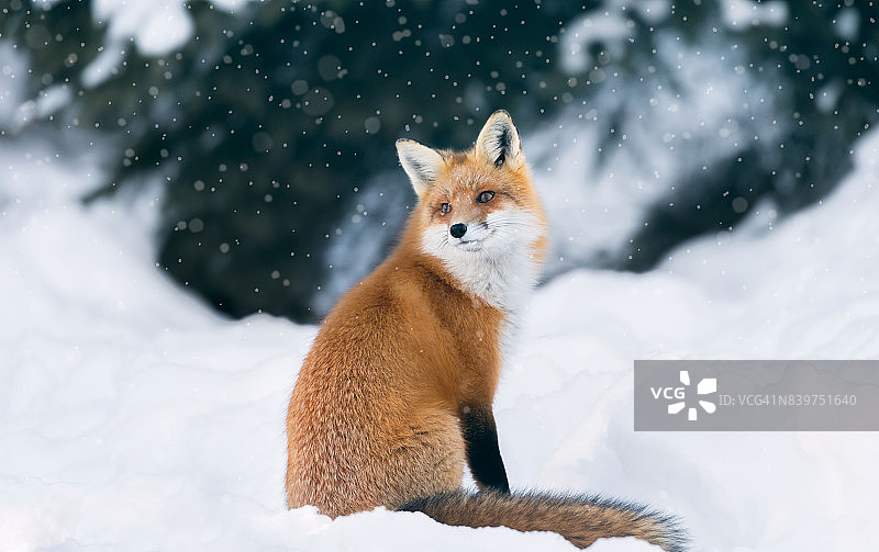 冬天森林里的红狐图片素材