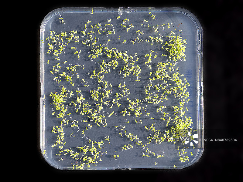 种子在带有抗生素的凝胶MS培养皿中发芽。拟南芥突变苗培养皿。西班牙图片素材