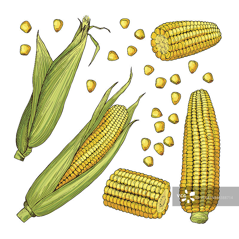 向量农场插图。玉米的不同侧面图片素材