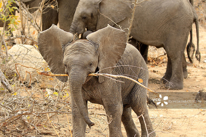 大象非洲小鳄鱼野生动物狩猎动物家庭草原自然图片素材