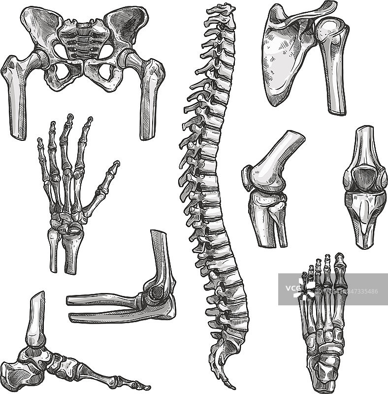 骨骼和关节草图集医药设计图片素材