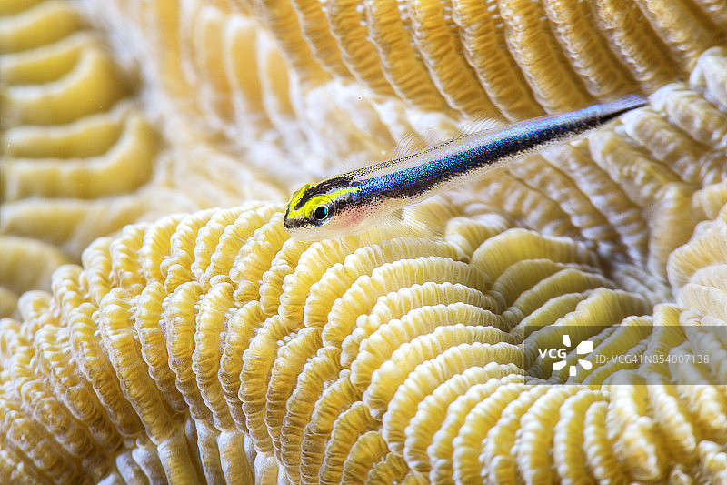 鲨鱼虾虎鱼在脑珊瑚上图片素材
