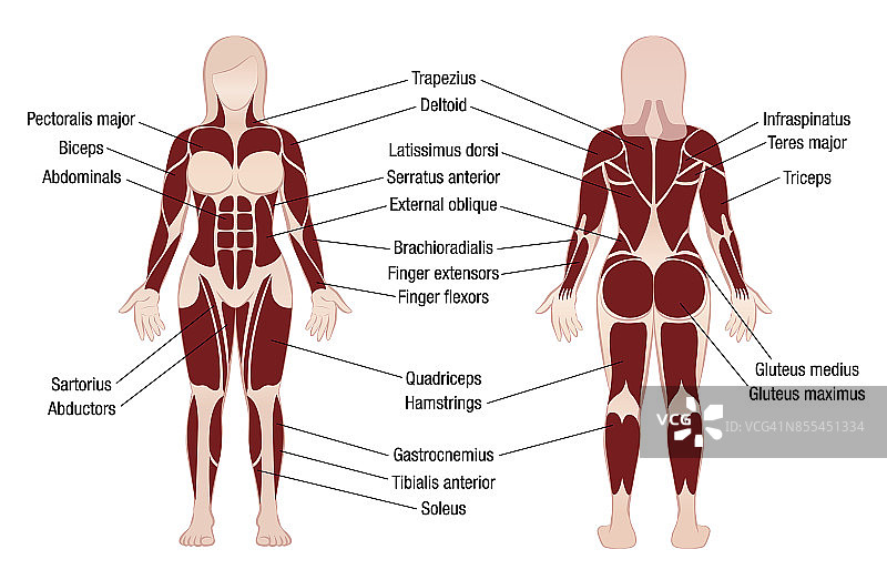 肌肉图表与最重要的女性身体肌肉的准确描述-正面和背面视图-孤立的矢量插图在白色背景。图片素材