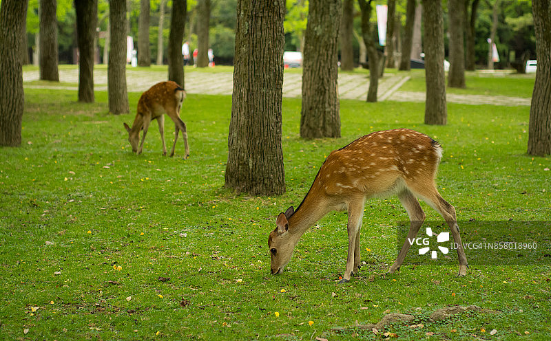 奈良公园里的鹿图片素材