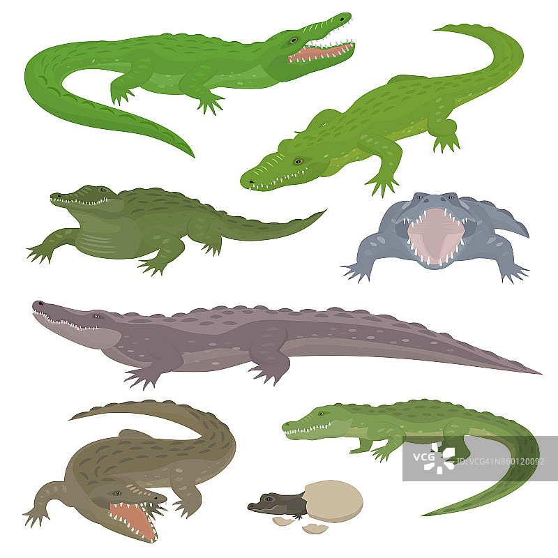 绿色鳄鱼和鳄鱼爬行类野生动物矢量插图收集卡通风格图片素材