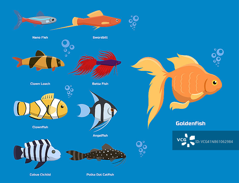 异国情调的热带水族鱼不同颜色的水下海洋物种水生自然平面矢量插图图片素材