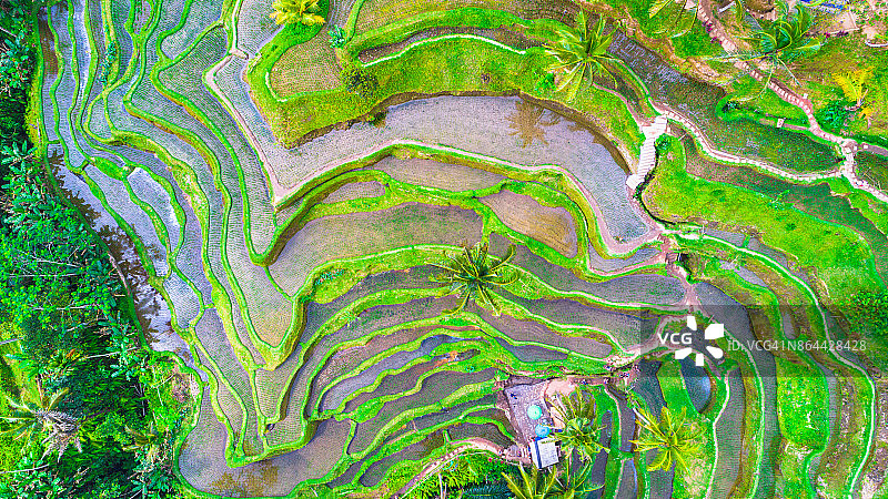 水稻梯田。印尼巴厘岛。图片素材