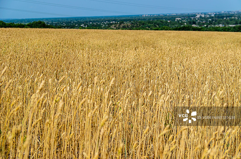 夏天的麦田里是成熟的黄麦图片素材
