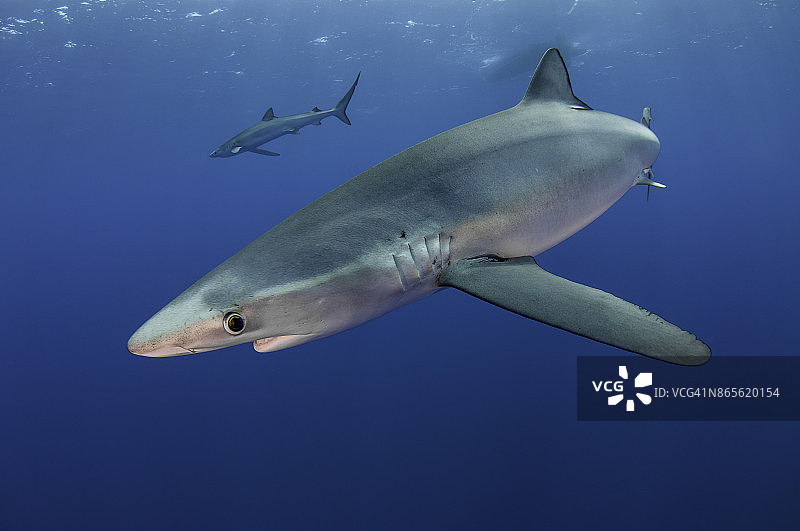 在被称为“亚速尔群岛”的潜水点附近，蓝鲨在蓝色的水里游泳，葡萄牙亚速尔群岛。图片素材
