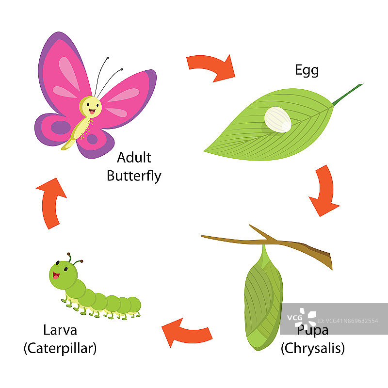 蝴蝶的生命周期图片素材