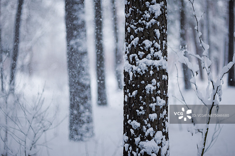 冬天森林里的树被雪覆盖图片素材