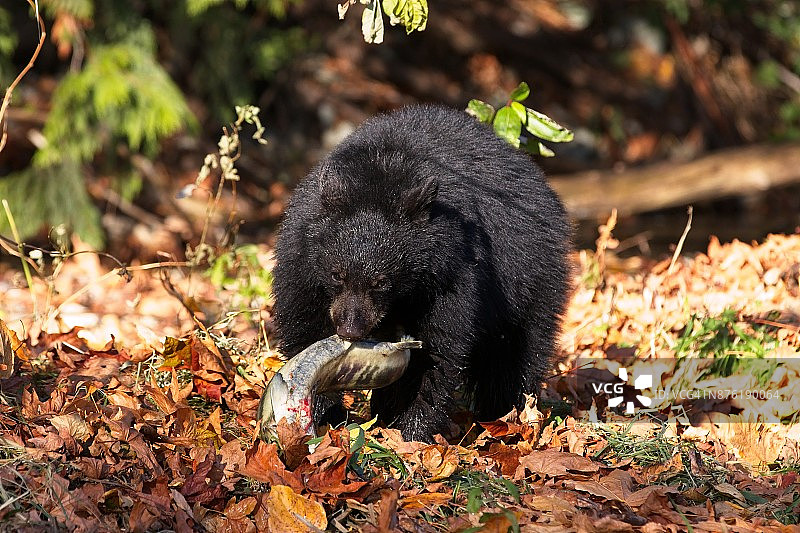 黑熊在树林里以产卵的鲑鱼为食图片素材
