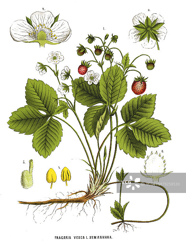 草药及药用植物图片素材