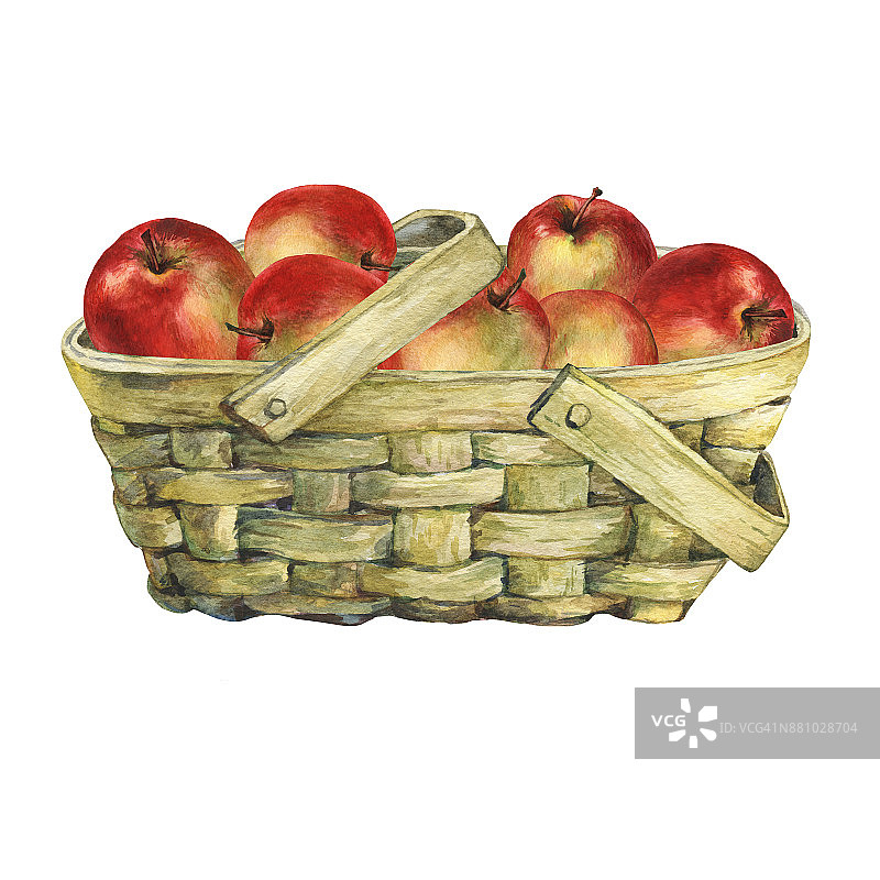 柳条皮篮子，里面装满了新鲜的红苹果。手绘水彩画在白色的背景。图片素材
